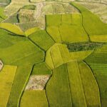 rice fields, agriculture, golden season-7247360.jpg