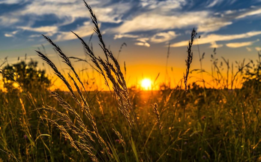 wheat-g6ba315cb5_1280